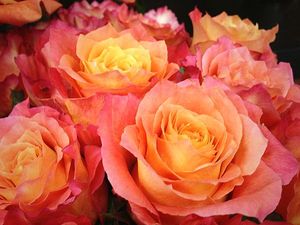 ROSE FREE SPIRIT KENIA 60